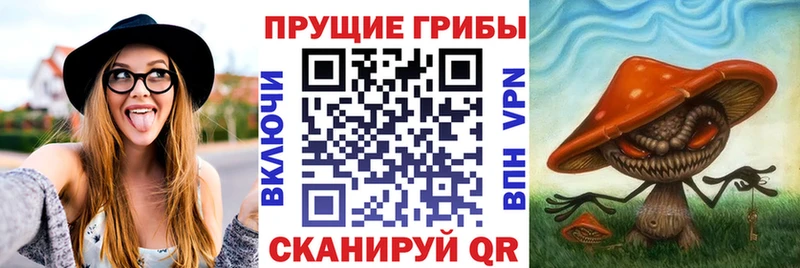 как найти наркотики  Нестеровская  блэк спрут ТОР  Галлюциногенные грибы Psilocybine cubensis 